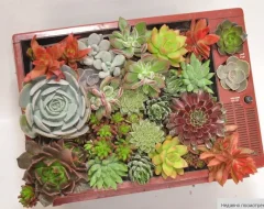 Ассортимент семян на алиэкспресс